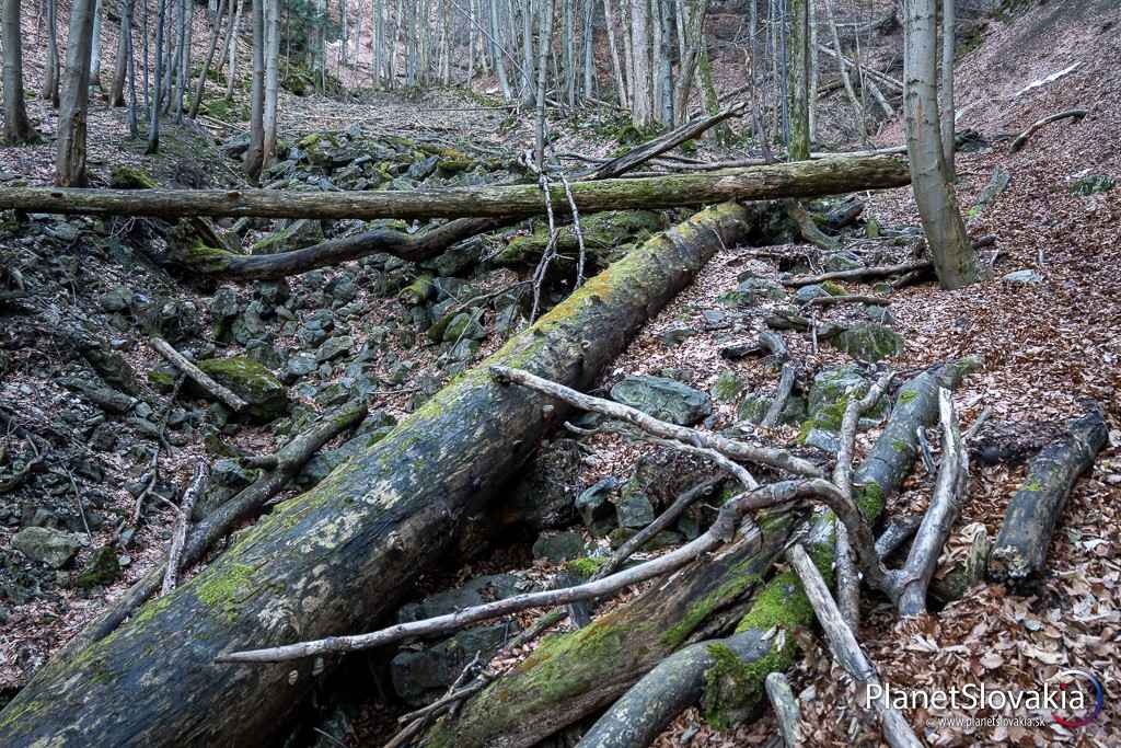 Divočina v dolinke vedúcej zo sedla za Kraviarskym naspäť do Vrátnej doliny.